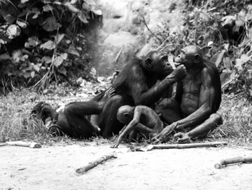 bonobo photograph family
